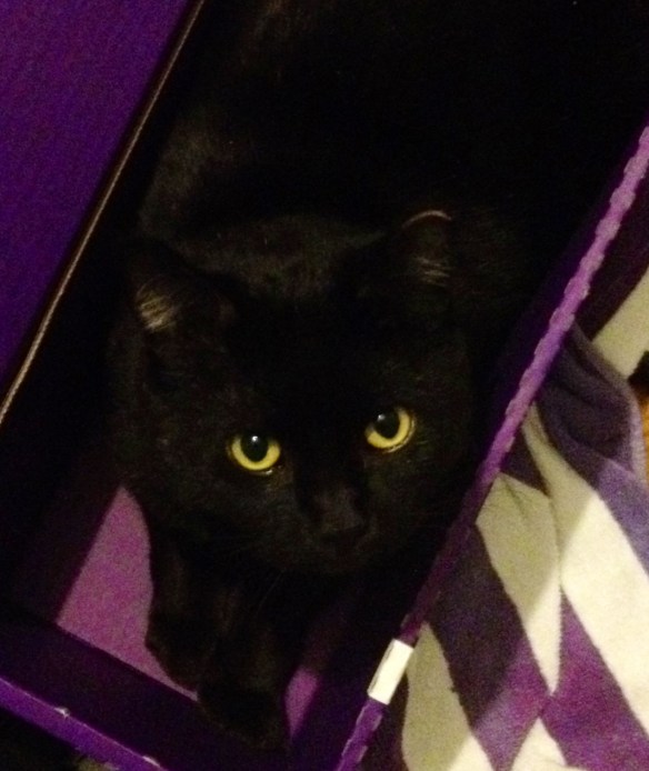 black cat in a box