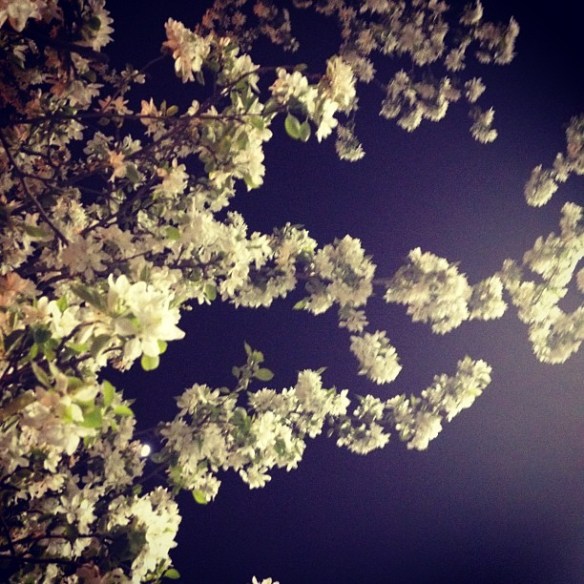 Spring Flowers Night